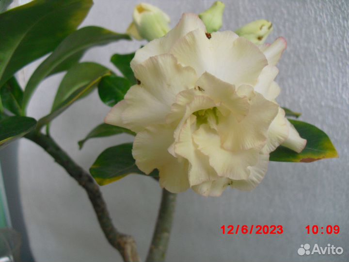 Адениум привитый