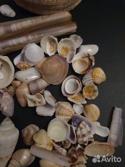 Окаменелости, ракушки