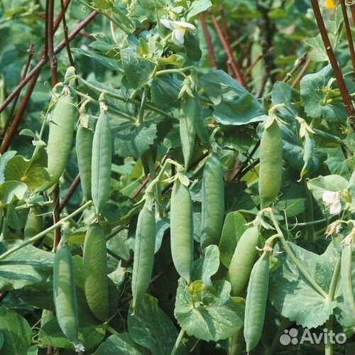 Горох посевной, фуражный, отруби гороховые