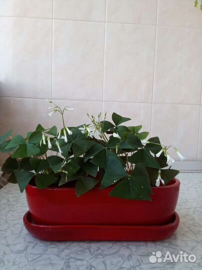 Цветы комнатные