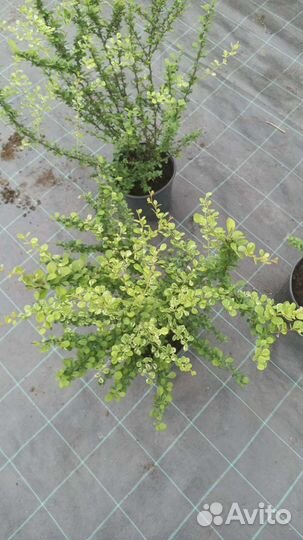 Барбарис Келеррис