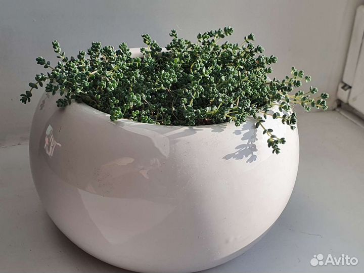 Суккулент Седум дасифиллюм (очиток)