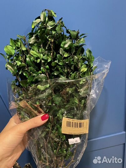 Стабилизированная зелень