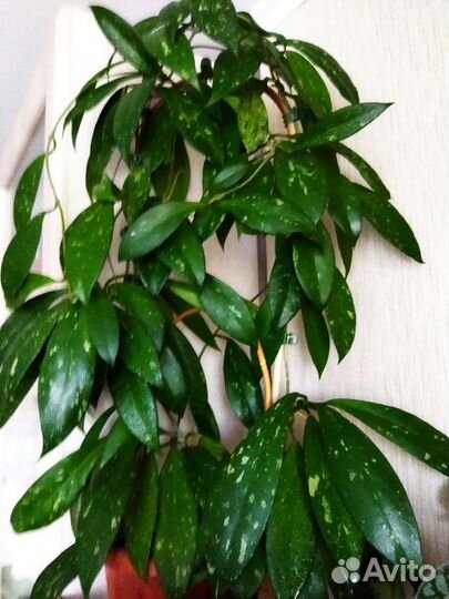 Хойя калимантан, акута и др