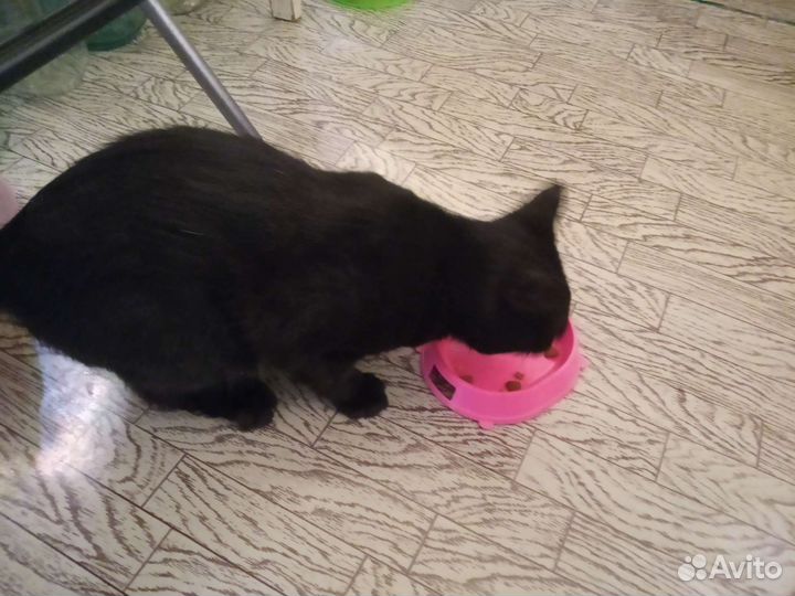 Отдам котика