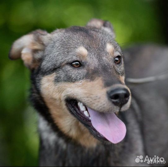 Собака в добрые руки ищет дом