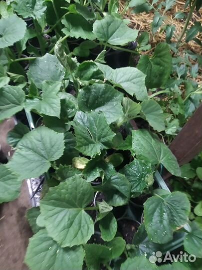 Рассада огурцов