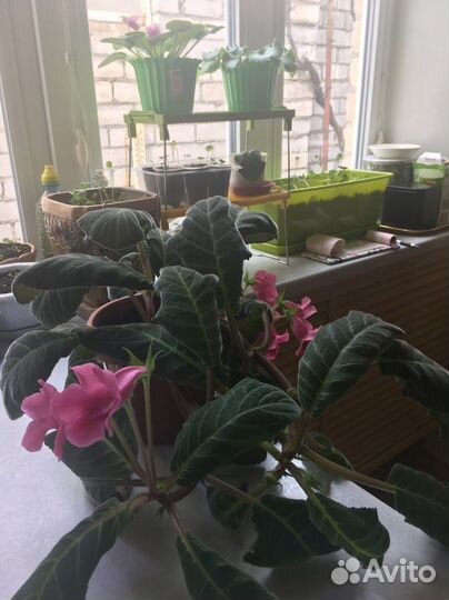 Тидея розовая