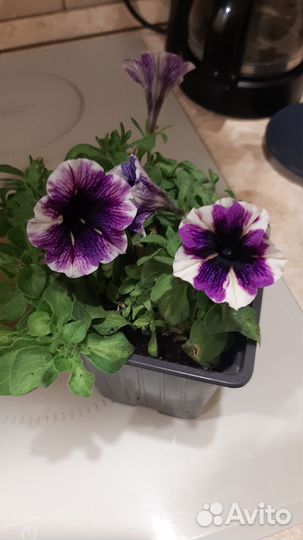Вегетативные петхоа,петуния в кашпо Глория 4,2л