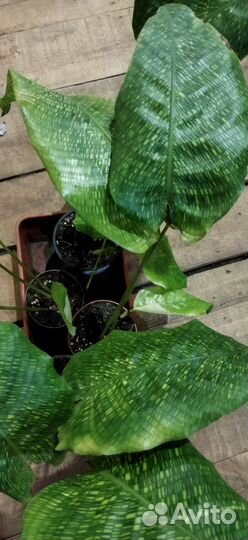 Калатея мозаика