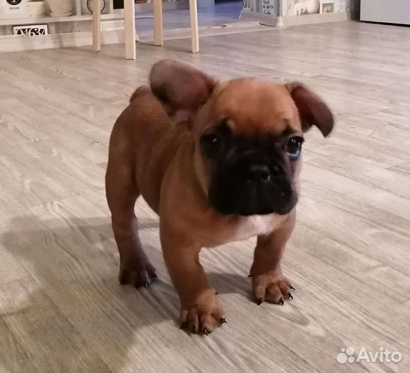 Мальчик французский бульдог
