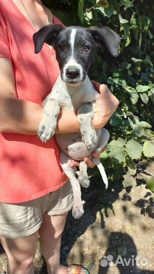 Отдам щенков в хорошие руки (доставим по краю)