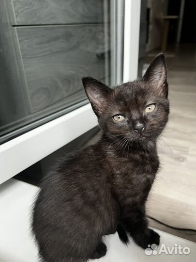 Котенок мейн-кун метис