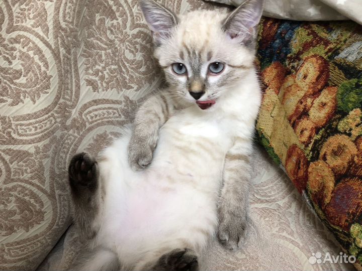 Котенок девочка в добрые руки