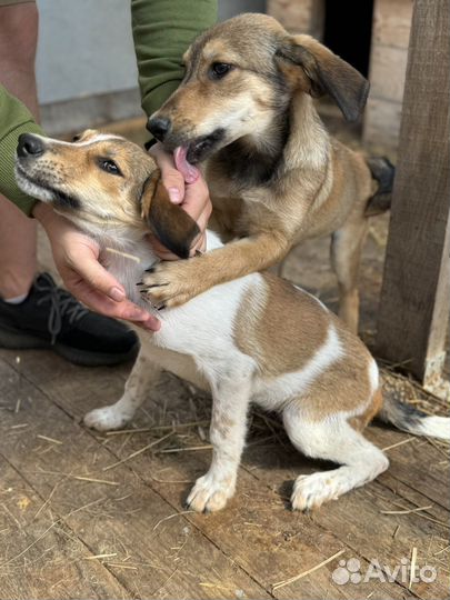 Щенки девочки