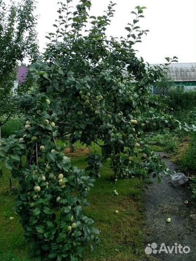 Продам: хвойные растения, декоративные кустарники