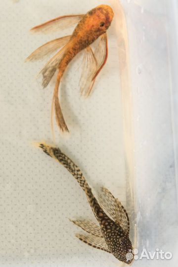 Анциструс вуальевые и обычные, гуппи испанцы