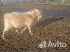 Козел меняю