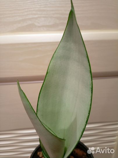 Сансевиерия 