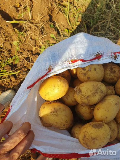 Картофель оптом Ривьера - 15.50 р/кг