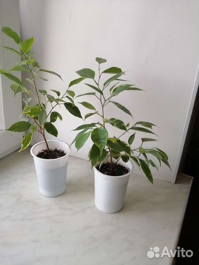 Фикус бенджамина