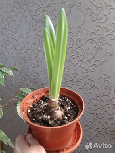 Гиппеаструм