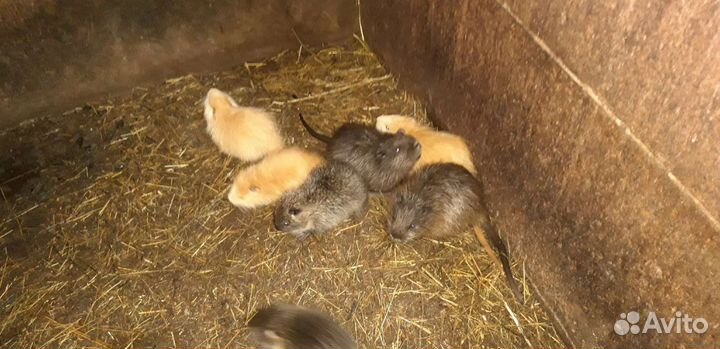 Нутрии самки