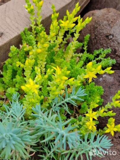 Очитки, седумы саженцы