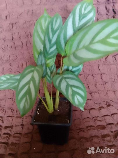 Комнатные цветы