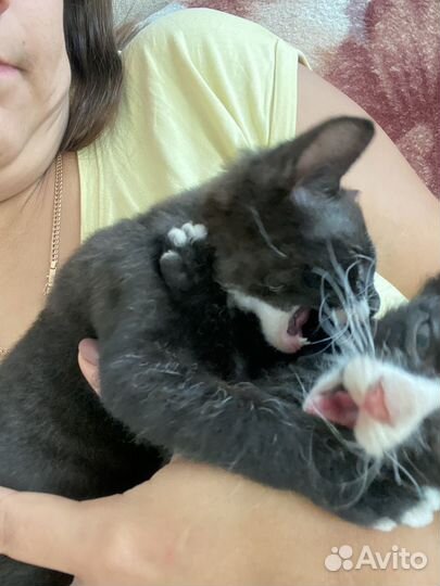 Котята мальчики