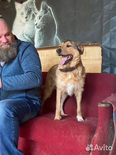 Отдаю пёсика Лаврика в дар