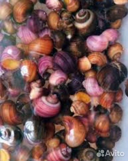 Ампулярии цветные, растения