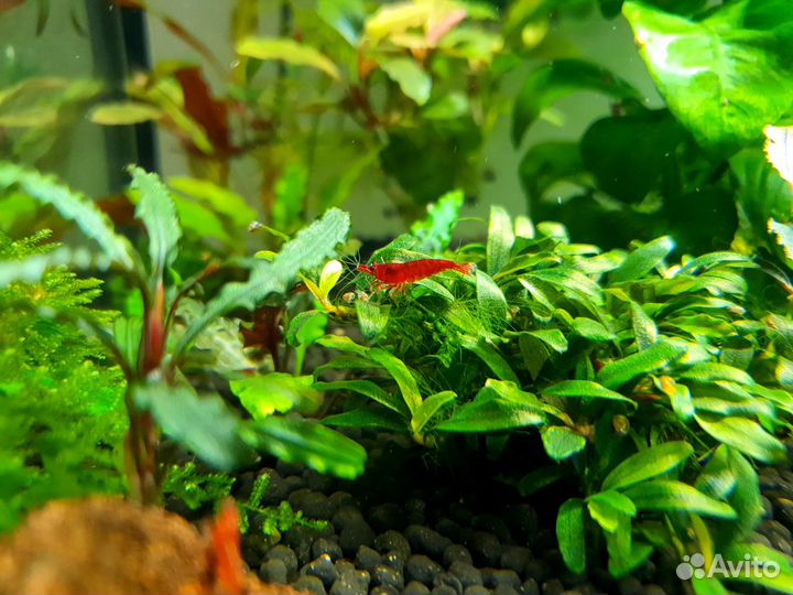 Креветки красные