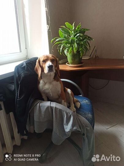 Вязка кобель бигль