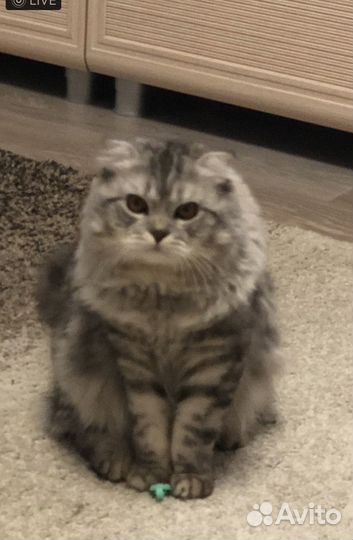 Шотландский вислоухий кот на вязку