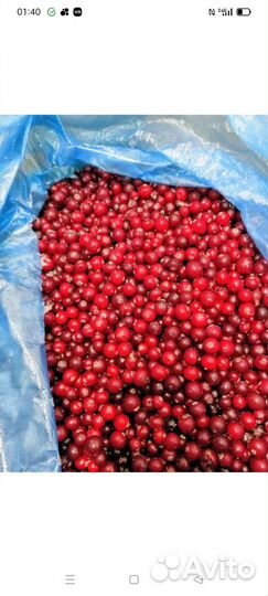 Клюква свежая