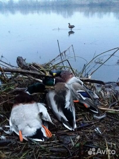 Утки подсадные для охоты