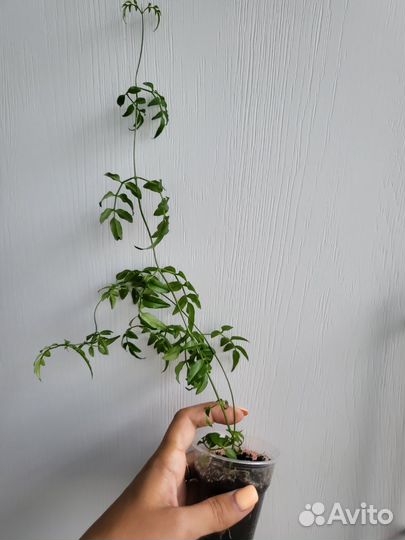 Жасмин Многоцветковый