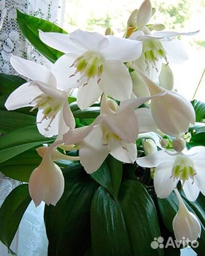 Эухарис амазонская лилия