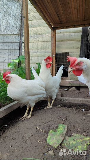 Куры несушки