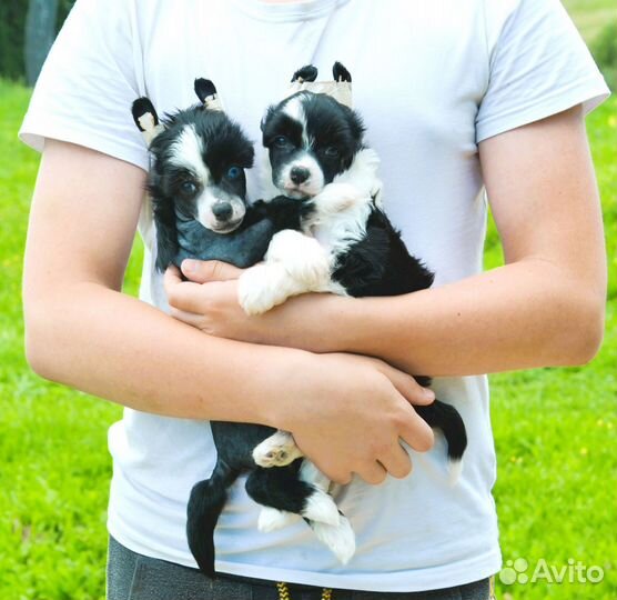 Два брата акробата:)