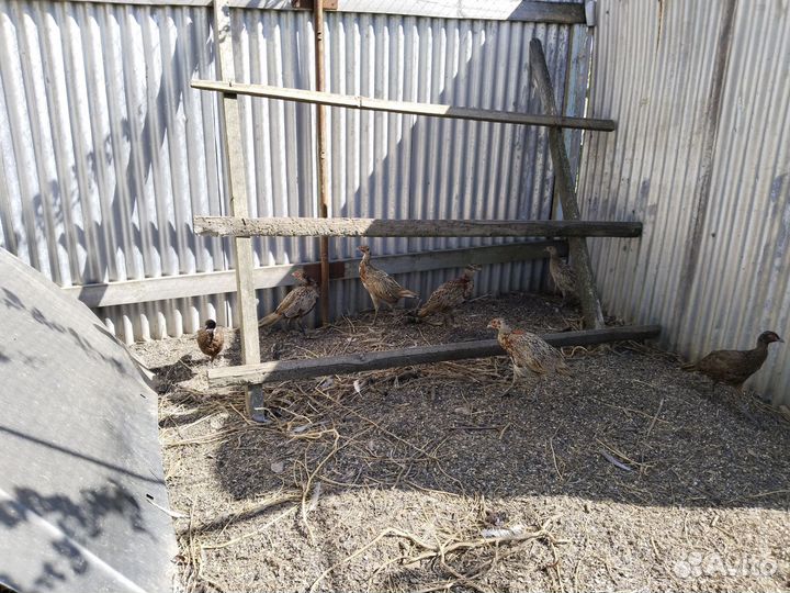 Фазаны Северокавказский