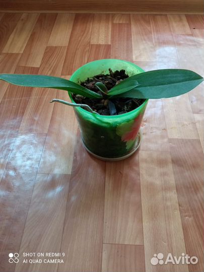 Орхидея фаленопсис