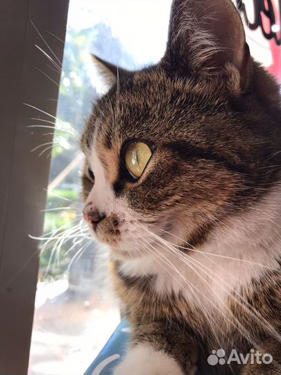 Кошечка в добрые руки