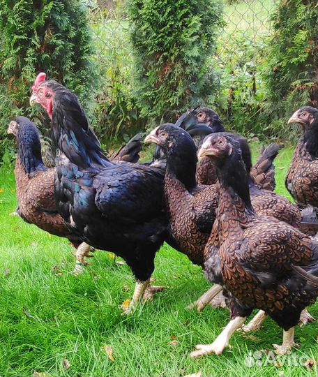 Куры Корниш инкубационное яйцо