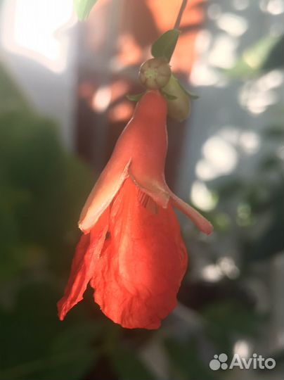 Гранат комнатный карликовый Бейби