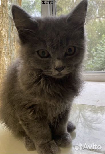 Британские котята