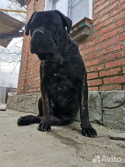 Кане Корсо вязка