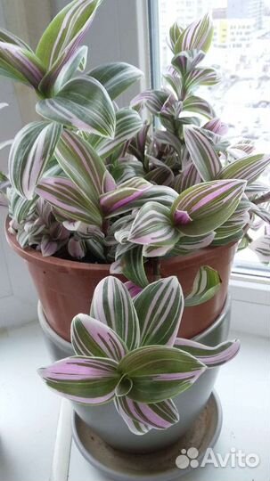 Традесканция зебрина Пинк Хилл Рио розовый