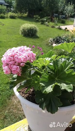 Пеларгония Anita